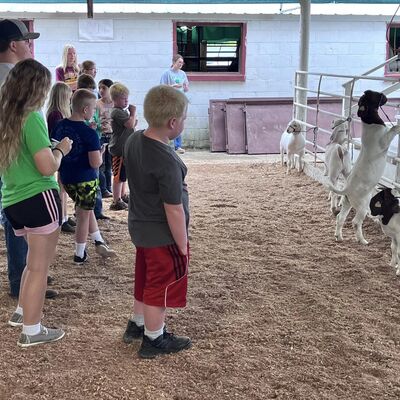 4-Hers judging Livestock at the fair